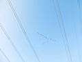 Geese in Flying V Formation in a Bright Blue Sky Royalty Free Stock Photo