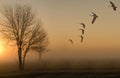 Geese and foggy sunrise sunset Royalty Free Stock Photo