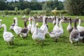 Geese on the free-range pasture of an organic farm, animal concept for species-appropriate keeping