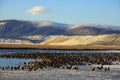 Geese on Frozen Lower Klamath Lake Royalty Free Stock Photo