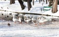 Geese on a frozen lake - RAW format Royalty Free Stock Photo