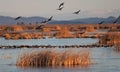 Geese Gathering Flight Over Refuge Marsh Royalty Free Stock Photo