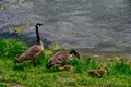 Geese along the shoreline at Stewart County park