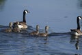 Geese and Goslings Royalty Free Stock Photo