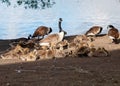 Geese And Goslings Grazing On The Lake Shore In Sun