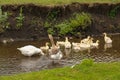 Geese and goslings swim in the river