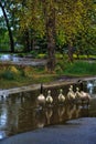 Geese And Goslings Walking Through A Puddle