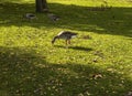 Geese in the grass