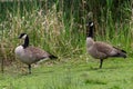 Geese on the grass by a little pond