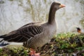 Beautiful gray goose on the riverside 2