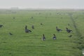 Geese in grassy field