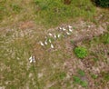 The geese graze on the lawn. geese on the field view from above. Royalty Free Stock Photo