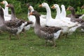 Geese graze on rural poultry farm yard Royalty Free Stock Photo