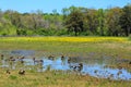 Geese Grazing in Meadow