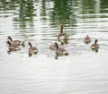 Geese grazing in a park by a lake