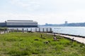 Geese along the Hudson River Riverfront at Riverside Park South in Lincoln Square New York during Summer