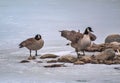 Geese Hanging Out On A Frozen Lake