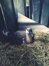 Geese hatching in eggs in the straw coops. Royalty Free Stock Photo