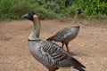 Two Geese on Kauai Hawaii