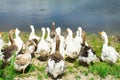 Geese from home farm. A small number of geese.