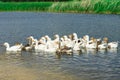 Geese from home farm. A small number of geese.