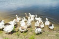 Geese from home farm. A small number of geese.