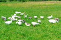 Geese from home farm. A small number of geese.