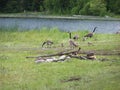 Geese lake camp scenic