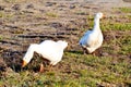 Geese on lake