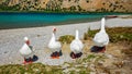 Geese at lake Kournas Crete