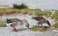 Geese at lake Kournas at island Crete