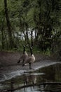 Geese by the lake shore near trees Royalty Free Stock Photo