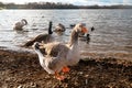 Geese on the lake  on sunset Royalty Free Stock Photo