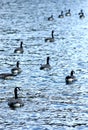 Geese on a Lake