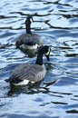 Geese on a Lake