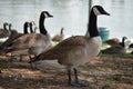 Geese, lake, water, MacArthur Park, Los angeles, Royalty Free Stock Photo