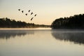 Geese Landing at Sunrise