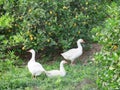 Geese in Lemon Grove Royalty Free Stock Photo