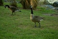 Geese