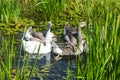 Geese in marshy pond Royalty Free Stock Photo