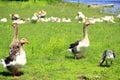 Geese on meadow near river. Farm birds Royalty Free Stock Photo