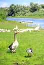 Geese on meadow near river. Farm birds Royalty Free Stock Photo