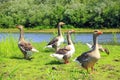 Geese on meadow near river. Domestic birds on pasture in summer Royalty Free Stock Photo