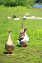 Geese on meadow near river. Domestic birds on pasture in summer Royalty Free Stock Photo