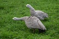 Geese in the meadow.