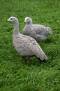 Geese in the meadow.