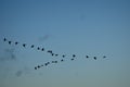 Geese migration