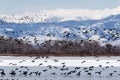 Geese migration