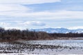 Geese migration