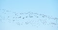 Geese migration. Flock of Canadian geese and mallard ducks flying in the sky.